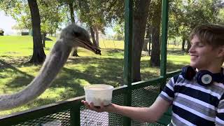 Bayou Wildlife Zoo