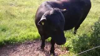 El Diablo - Angus black bull