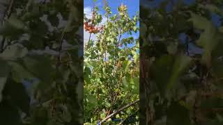 The Sweet Taste of Summer: Apricot Fruit Trees in Full Bloom