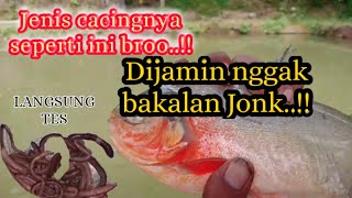 Pakai Cacing jenis nya ini!!Lihat hasilnya broo..!!