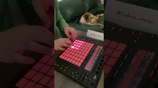 Playing a House Beat While Dog Eats a Treat