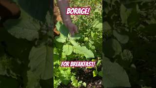 EAT the BORAGE, While Your Other Plants Are SMALL, To Give Them Space! Then Let It Get BIG!