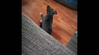 Dog wants to play fetch