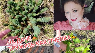 У НАС 🌞ЖАРА! На 🏕Даче! Посевы Огород! Высадила🌿 Гортензии!