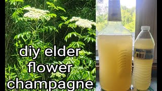 Making Elder Flower Champagne at Home