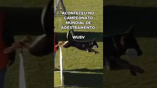 PASTOR ALEMÃO surpreende TODOS os que o ASSISTIAM #germanshepherd #dog #cao