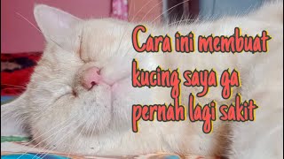 Cara atau tips agar kucing tahan penyakit