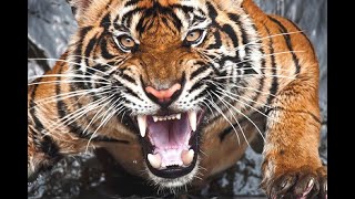 most angry animal of the world |# most dangerous animal |# most powerful animal |#