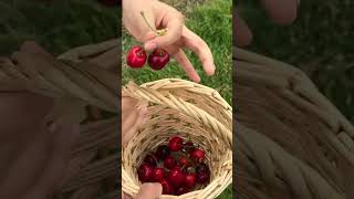 Cherry Picking😍 in Netherlands 🇳🇱