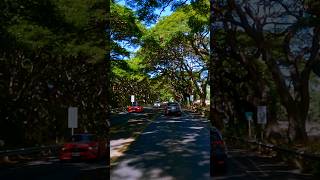 Tunnel of Trees Part 2 Maui Hawaii Magic Drive #shorts #maui #hawaii #drive #driving #roadtrip#trees