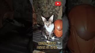 CUTE KITTY ANAK SI APIN #dafsfamilychannel #cutekitty #catlover #cutecat #kucingsantuy #kucinglucu