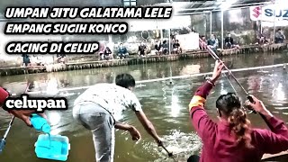 umpan jitu||celupan cacing di empang sugih konco