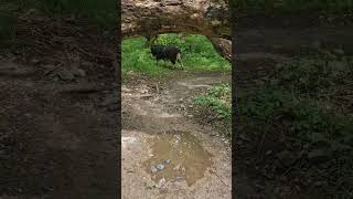 Feral Goats on the West Highland Way #visitscotland #scotlandtourism #westhighlandway #goats