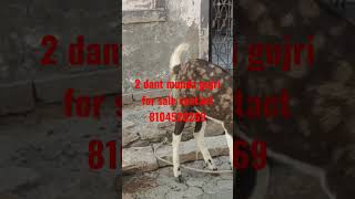 25 जनवरी 2023 munda gujri for sale 50 kg #short #goatfarming #shortvideo #vairal #youtubeshorts