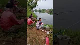 Mancing Mujair umpan lumut memang gacor #shorts