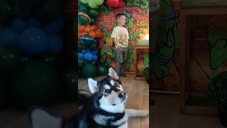 Alaskan Malamute celebrating human brothers 9th birthday! 🥳🎂 #shorts #shortsvideo #happybirthday