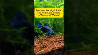 Austrolebias Nigripinnis: The Enigmatic Beauty of Seasonal Waters! AquaVerse #killifish #aquascape