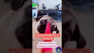 Recetas caseras para tu mascota-helado!😋👩‍🍳🐕 #recetasfaciles #mascotas #dog #comidasaludable