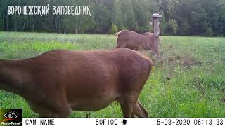 Оленухи с телятами, август. Воронежский заповедник