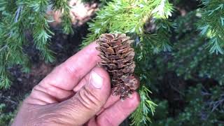 Mountain Hemlock / Tsuga mertensiana