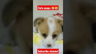 Cute puppy 🐶🐶barking #youtube #viral #shortsfeed #shorts #dog #dogs