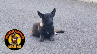 Lucrul fara lesa cu un pui de Malinois (cu stapanul) 🐕