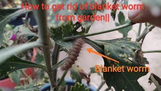 How to get rid of blanket worm / hairy worm / bhua piloo || भुआ से छुटकारा कैसे पाए ||