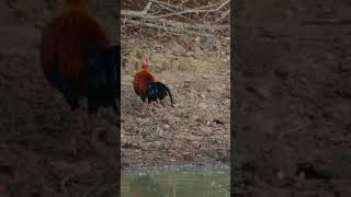 Jungle fowl #shorts