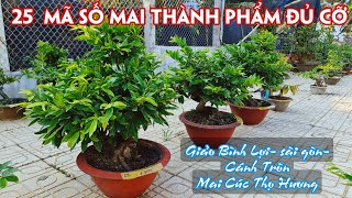 11/04.(Đã hết) Mai Siêu Bông, Mai Cúc Các Loại Cây Đẹp Giá Rẻ Chuẩn Giống. Trang 0359910781