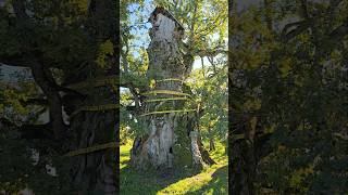 Biggest tree in eastern europe #tree #oak #huge #nature #pasture #big