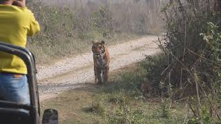 Tiger walks towards tourist jeep searching for his supper-Corbett March 2023