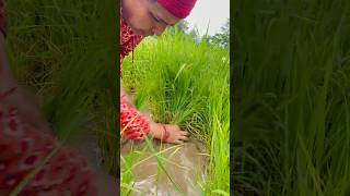 Rice planting 🌱#rice #planting #agriculture #nature #greenary #explore #farmer #rain #villagelife