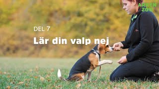 Lära valpen nej | Arken Zoo