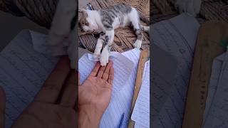 kittens | Cute and funny cat video | youtube video for cats | funny cat video  #shorts #catshorts