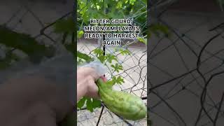 LET'S HARVEST AMPALAYA OR BITTER GOURD/MELON #harvesting #bittergourd #bittermelon #ampalaya #shorts