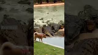 "Dog jumps into crocodile pool!"#adventure #crocodile #dog #shortsfeed