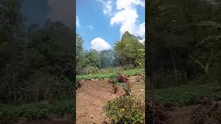 tanaman kentang di kebun #shortsyoutube