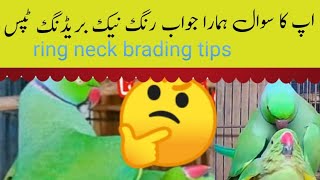 Indian ringneck breeding tips / ringneck se breed lene ka tarika /  Urdu Hindi