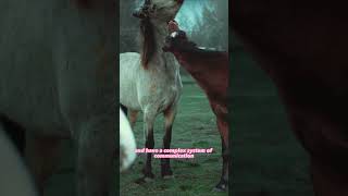 Galloping Through History: 3 Fascinating Facts About Horses #shorts #short