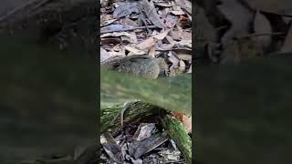 Little chicks at Botanic Gardens, Singapore