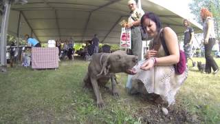 CACIB dog show 2013 Szombathely