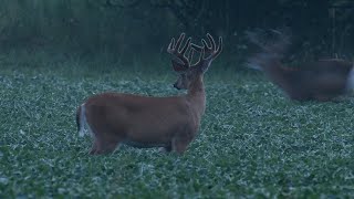 Big Bucks in Velvet Play Fight - White-Tailed Deer Near Dark