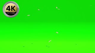 015 - Green Screen | Chroma Key | Animal 4K | Birds