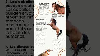 Caballos