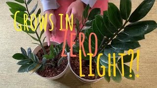 Gardener told me: DON'T have this PLANT without watching this video first!!! Find out why!!