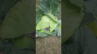 Snake In Cabbage 😱🔥🙏 #snake #shorts #youtubeshorts