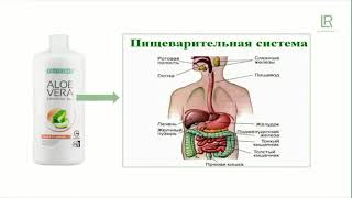 Питьевой гель персик LR- питание и мягкое очищение организма. Уникальный природный лекарь