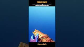 Spearfishing Gouper Batik || Menyamar Persis Seperti Bati