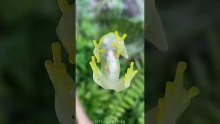 You Can See This Frog's Organs: Glass Frogs! 🐸🐸🫀