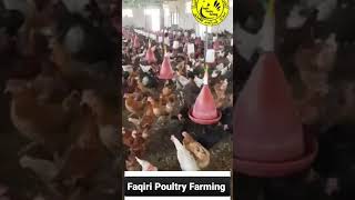 @faqiripoultrycompany #farming